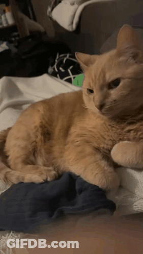 Cat Laying On Bed With Blue Blanket GIF