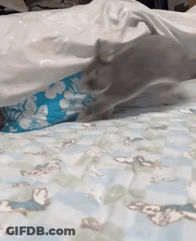 Cat Laying On Bed With Blue Floral Pillow GIF