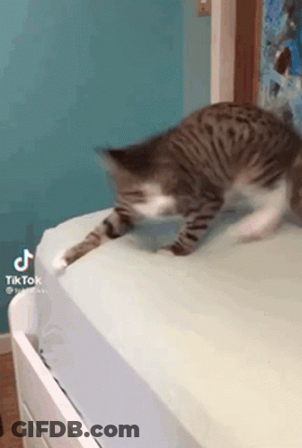 Cat Laying On Bed With Blue Wall GIF