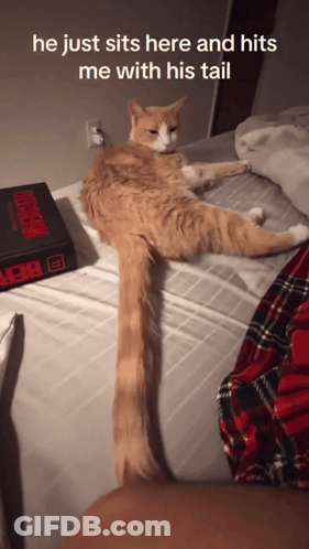 Cat Laying On Bed With Box Of Stranger Things GIF