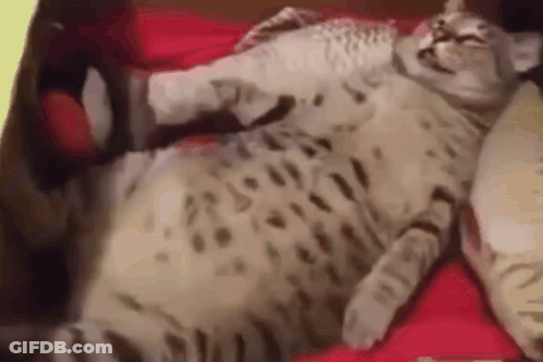 Cat Laying On Bed With Pillows GIF