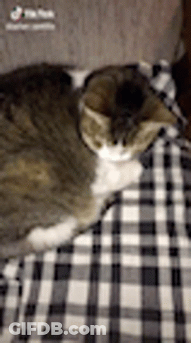 Cat Laying On Bed With Plaid Blanket GIF