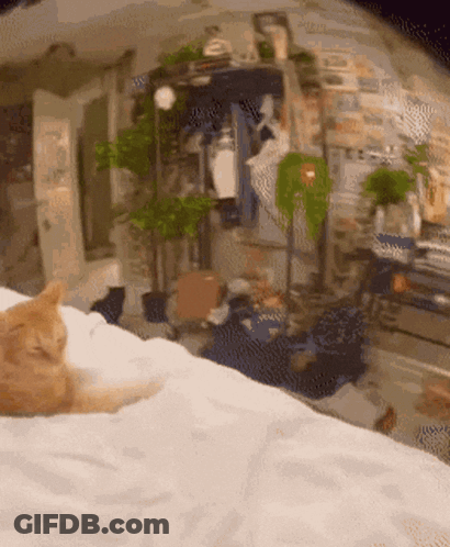 Cat Laying On Bed With Plants GIF