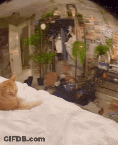 Cat Laying On Bed With Plants GIF