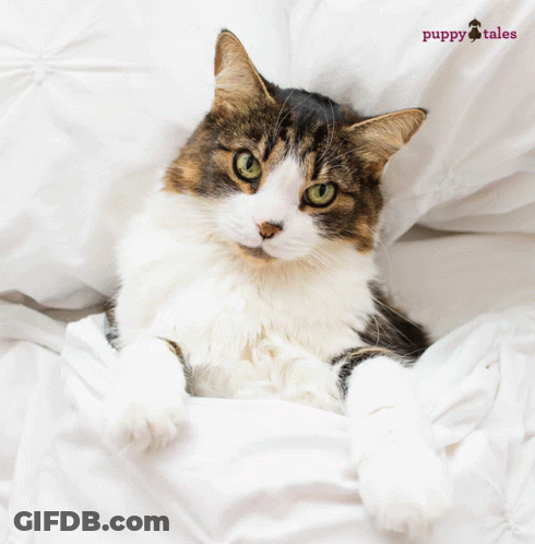 Cat Laying On Bed With Puppy Tales Logo GIF
