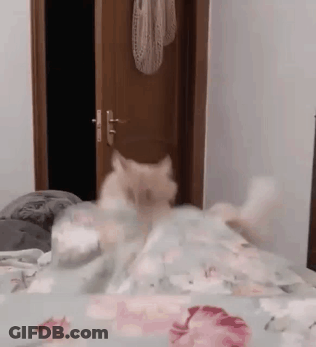 Cat Laying On Bed GIF