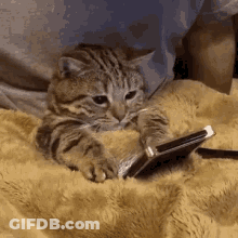 Cat Laying On Blanket Looking At Cell Phone GIF