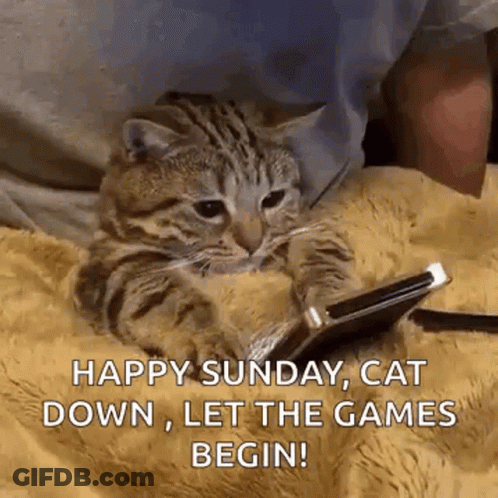 Cat Laying On Blanket Looking At Cell Phone GIF