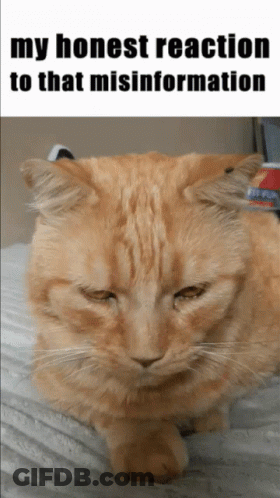 Cat Laying On Blanket My Honest Reaction To That Misinformation GIF