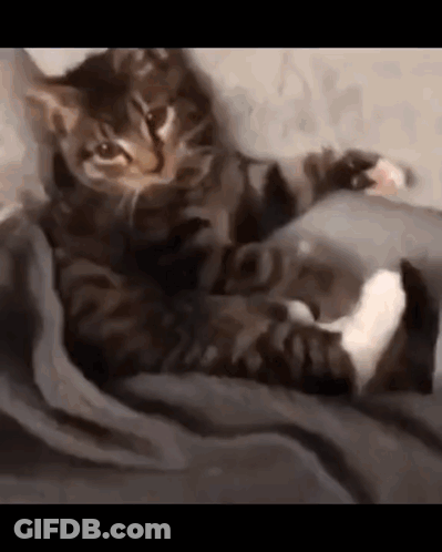 Cat Laying On Blanket On Bed GIF