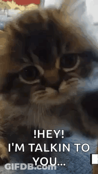 Cat Laying On Blanket Talking GIF