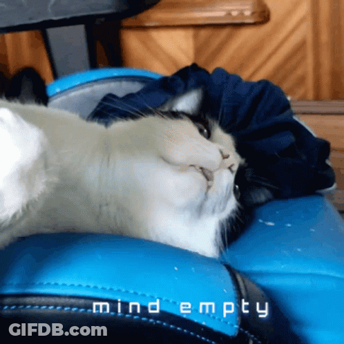 Cat Laying On Blue Chair Mind Empty GIF