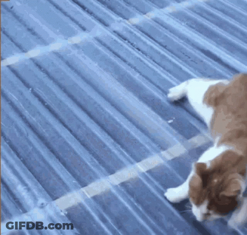Cat Laying On Blue Roof GIF