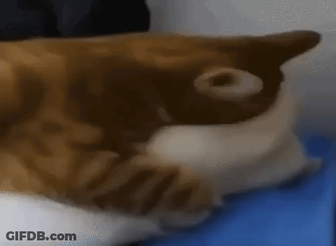 Cat Laying On Blue Stool GIF