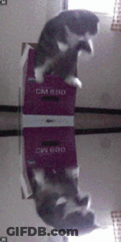 Cat Laying On Box With CM 690 GIF