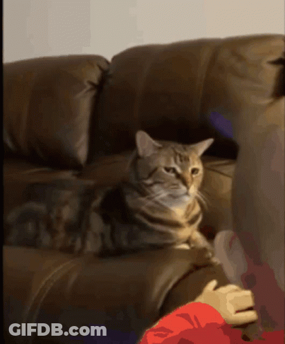 Cat Laying On Brown Leather Couch Looking At Camera GIF