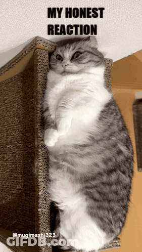Cat Laying On Cardboard Box My Honest Reaction GIF