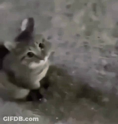Cat Laying On Carpet Looking At Camera GIF