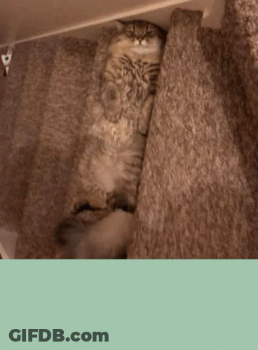 Cat Laying On Carpeted Floor GIF