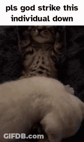 Cat Laying On Cat Pls God Strike This Individual Down GIF