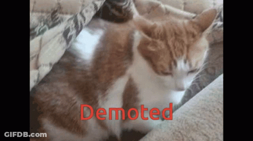 Cat Laying On Couch Demoted GIF