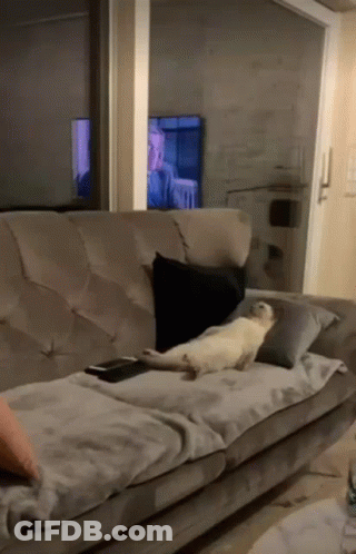 Cat Laying On Couch In Front Of TV GIF