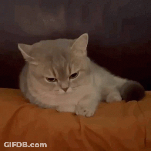 Cat Laying On Couch Looking Angry At Camera GIF