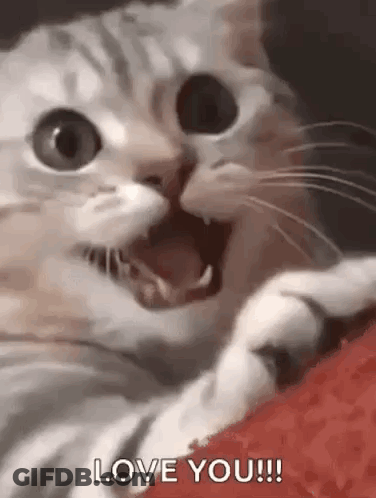 Cat Laying On Couch Saying Love You GIF