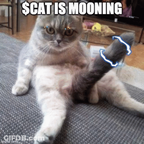 Cat Laying On Couch Saying Scat Is Mooning GIF