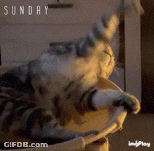 Cat Laying On Couch Saying Sunday GIF