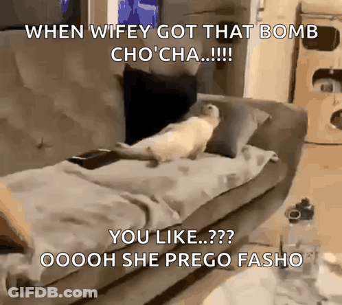 Cat Laying On Couch Saying When Wifey Got That Bomb Chocha GIF