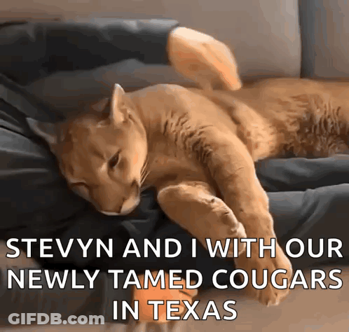 Cat Laying On Couch Stevyn And I With Our Newly Tamed Cougars GIF