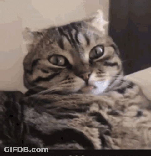 Cat Laying On Couch Tongue Out GIF