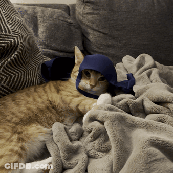 Cat Laying On Couch With Blue Hat GIF