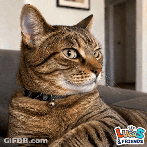 Cat Laying On Couch With Luca's & Friends GIF