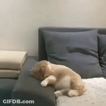 Cat Laying On Couch With Pillows GIF