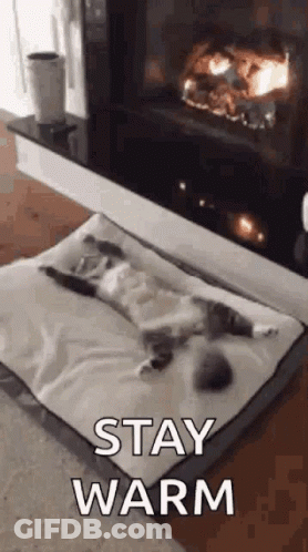 Cat Laying On Dog Bed Next To Fireplace GIF