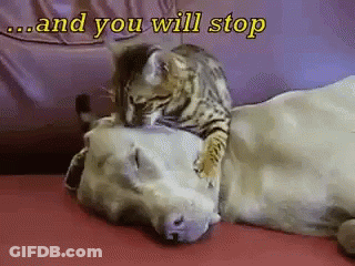 Cat Laying On Dog Saying And You Will Stop GIF