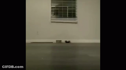Cat Laying On Floor By Window With Blinds GIF
