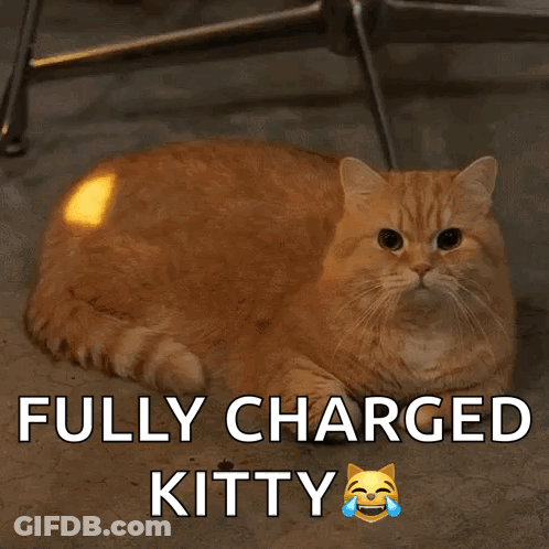 Cat Laying On Floor Fully Charged Kitty GIF
