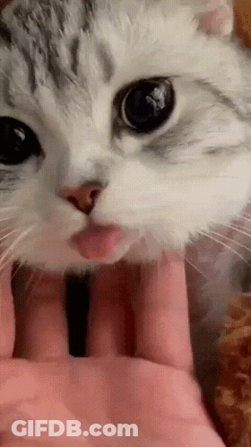 Cat Laying On Floor In Front Of Cabinet GIF