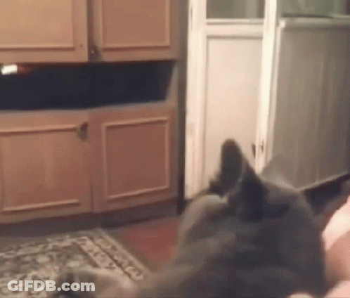 Cat Laying On Floor In Front Of Cabinet GIF