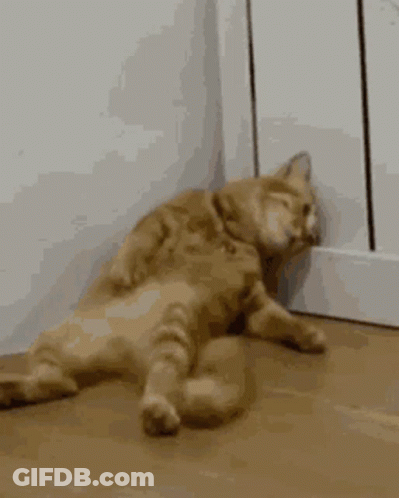 Cat Laying On Floor Next To Door GIF
