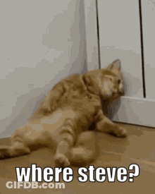 Cat Laying On Floor Saying Where Steve GIF