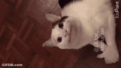 Cat Laying On Floor With Pointing Hand GIF
