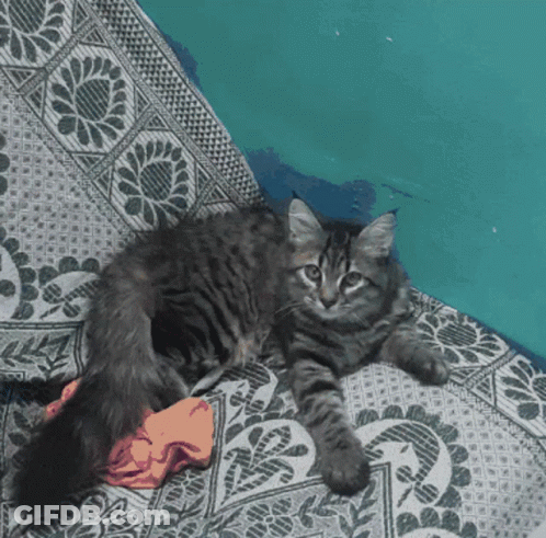 Cat Laying On Floral Couch GIF