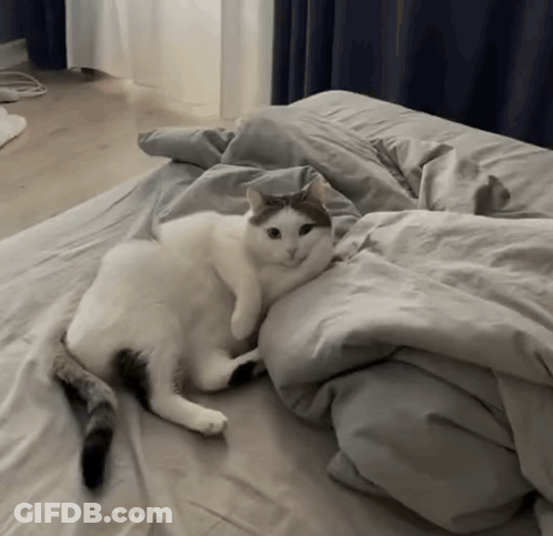 Cat Laying On Gray Comforter GIF