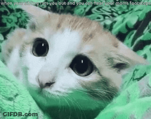 Cat Laying On Green Blanket Looking At Camera GIF