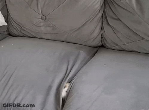 Cat Laying On Grey Couch With Paw On Back GIF