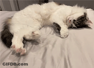 Cat Laying On Its Back On Bed GIF